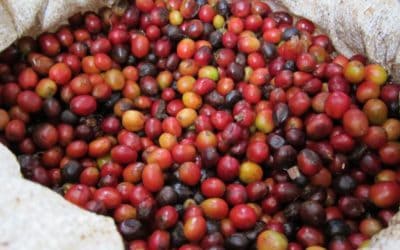 Explosive Move Up in Coffee