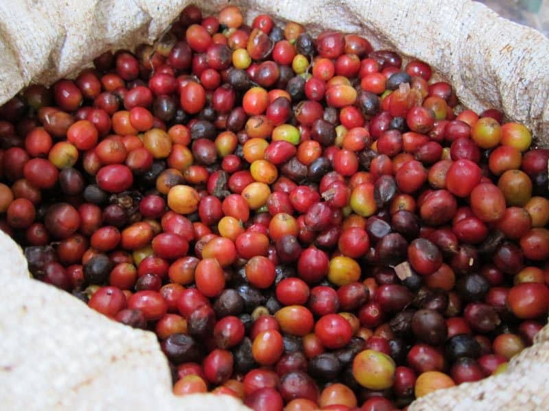 coffee prices on the rise