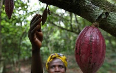 Our Longer Term Bearish View in Cocoa Continues. Any Chance for a Winter Harmattan?