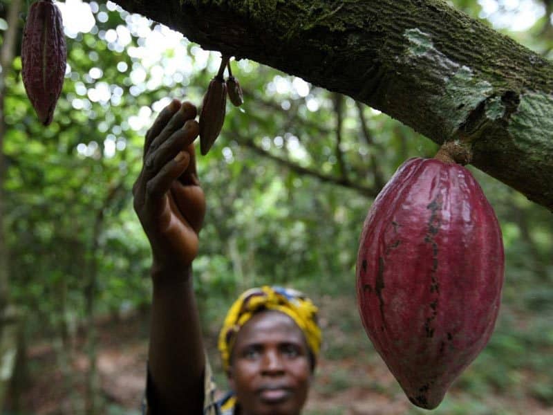 Our Longer Term Bearish View in Cocoa Continues. Any Chance for a Winter Harmattan?