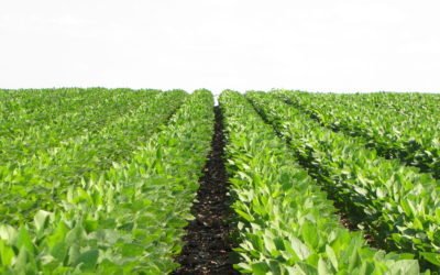 Are Soybean Prices Posed For A Major Winter Sell-Off? What Does Climatech Say?