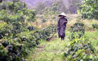Vietnam coffee could be under more weather threats