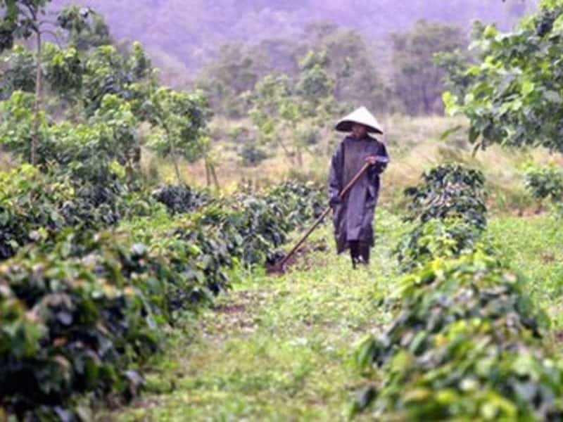 Vietnam coffee could be under more weather threats