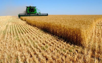 WHEAT DOWNTREND IN PRICES CONTINUES
