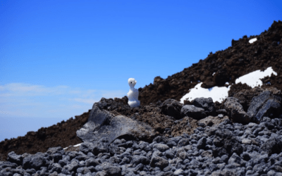 The Pacific Transition pattern , MJO,  Recent Fall in Natural Gas Prices. Colder Risks for Heating Oil Areas?