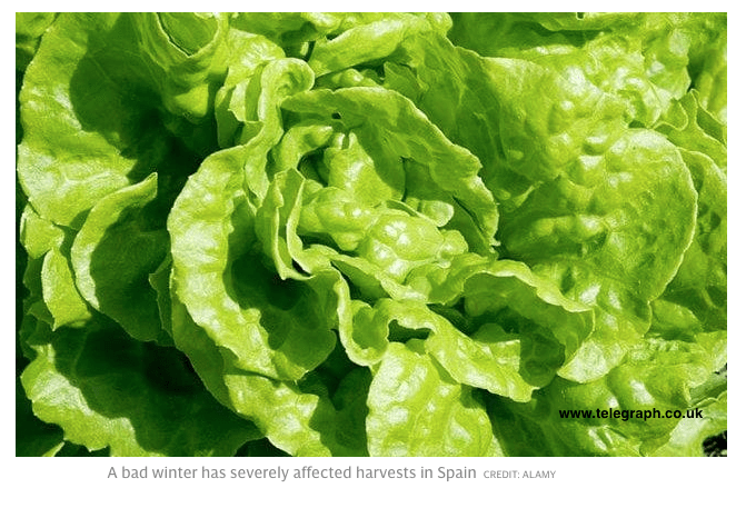 Vegetable, Cold, Europe