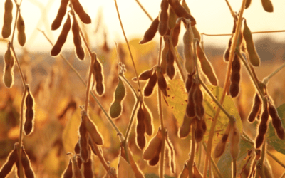 Soybean Prices Fall on Huge South American Crop. Argentina Weather Critical Next Few Weeks