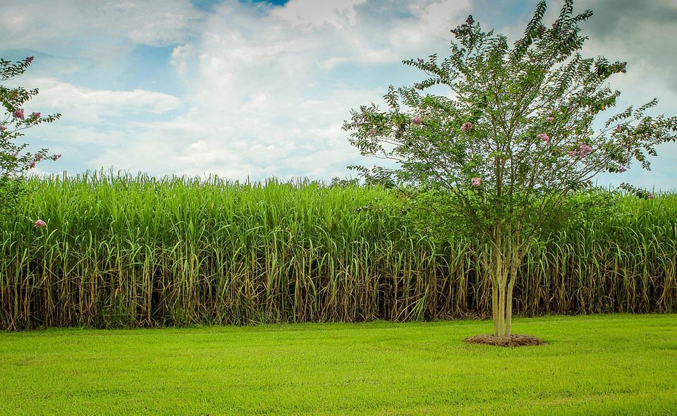 Sugar Prices Less Sweet, Matching Similar Deficit Years Predicted Last October