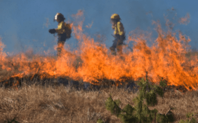 Deadly wildfires spread across dry southern plains