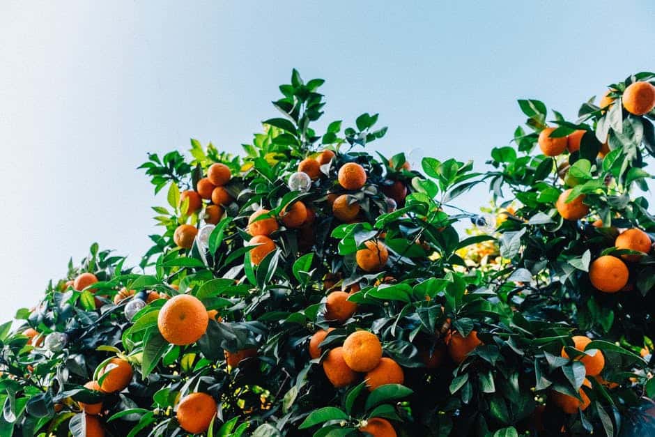 træfning verden ustabil Poor Demand for OJ vs Florida Citrus Canker. What Else Influences OJ  Prices? - Best Weather, Inc | Jim Roemer