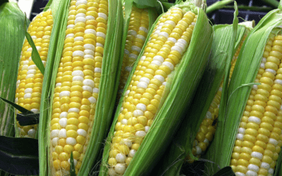 Will Corn Prices Continue to Gain Against Sagging Wheat? Frost Scares for U.S. Wheat?