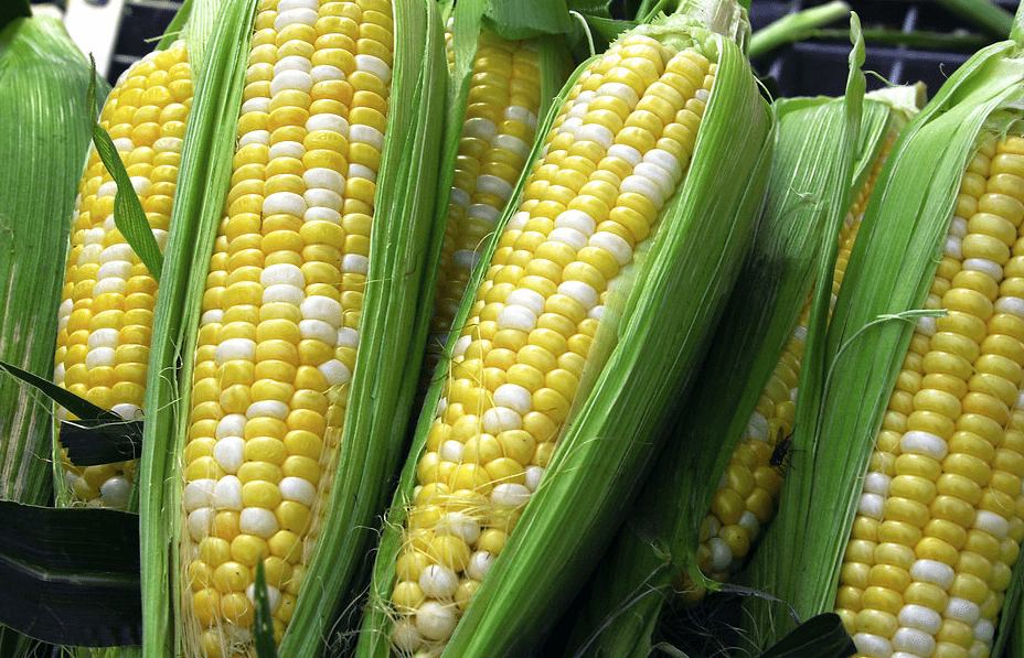 Corn Prices