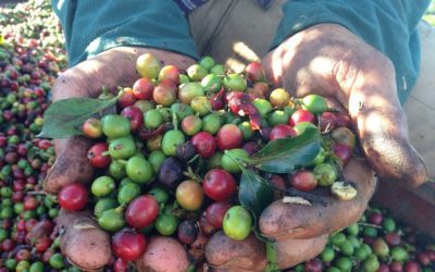 Coffee futures plunge on Brazil harvest, ample stocks