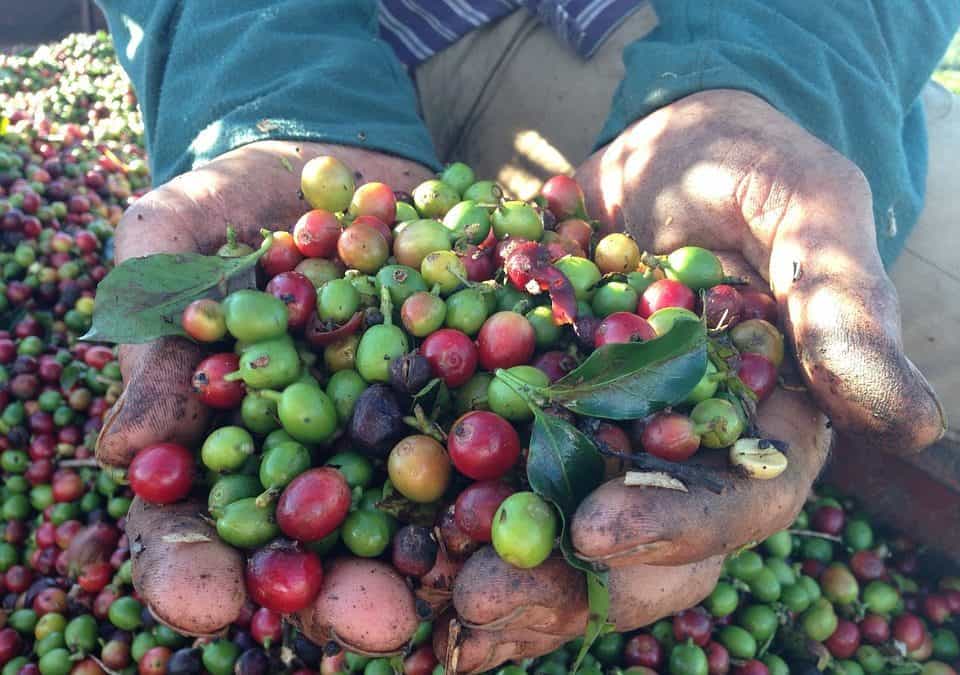 Coffee futures plunge on Brazil harvest, ample stocks