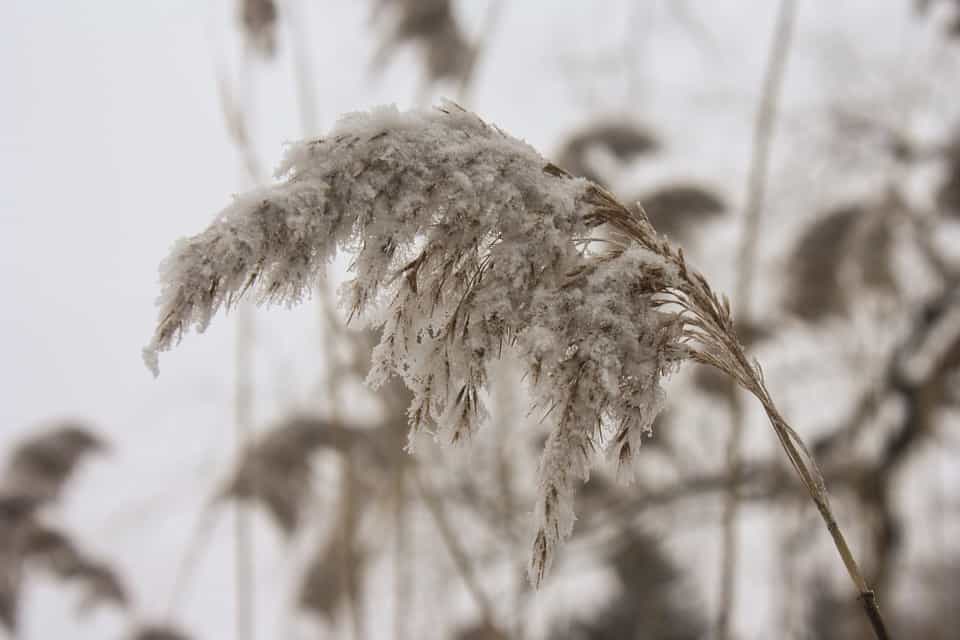 Extreme snows and floods squeezing out big short position in wheat market