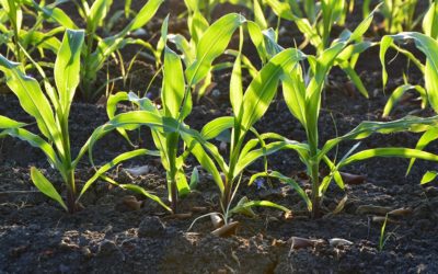 Initial Corn Conditions Increase Chances For Poor Yields