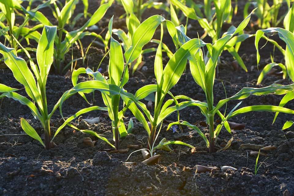 corn, condition, yield, usda