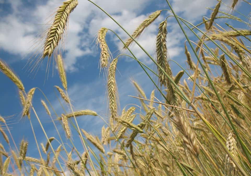 wheat, crop, summer, spring wheat,