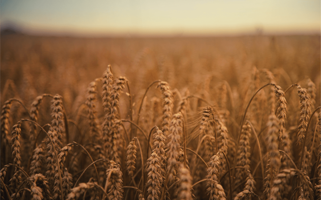 wheat, grains, futures,