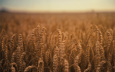 Growing Bull Market in Wheat on Global Weather; other Grains to Follow?