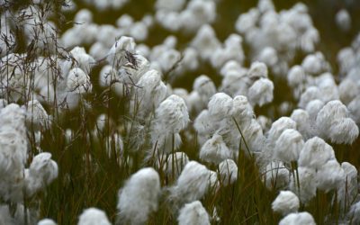 Cotton prices crumble on weather, despite decent sale; dry Texas ahead?