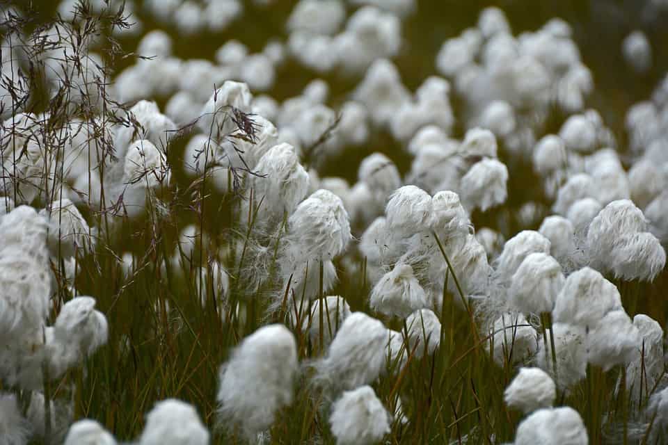 Cotton prices crumble on weather, despite decent sale; dry Texas ahead?