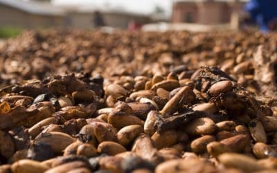 Ample rainfall for Africa cocoa; great conditions or too much rain?