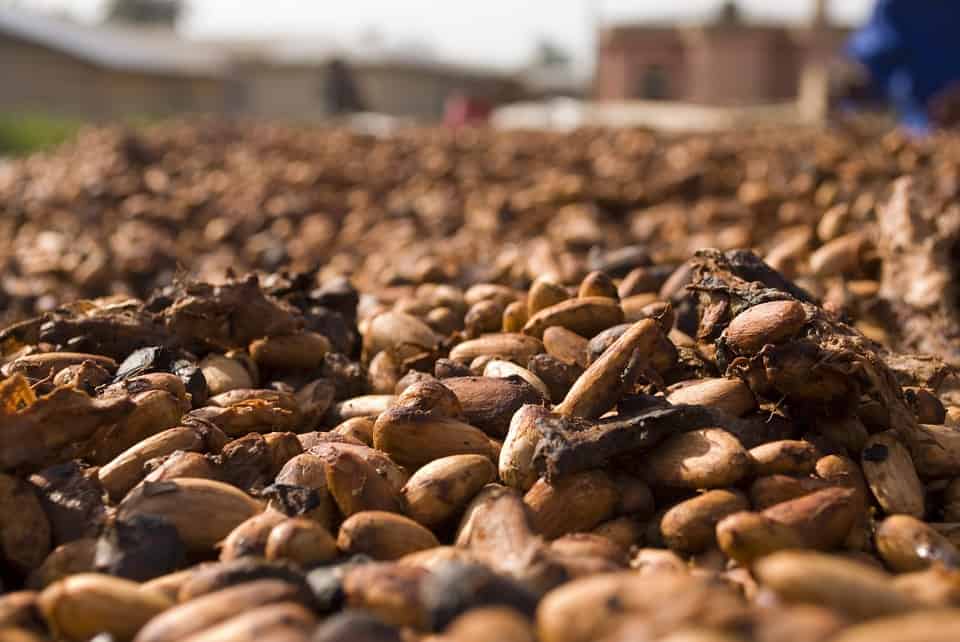 cocoa, futures, rainfall, harvest, africa
