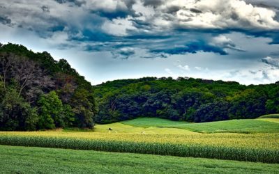USDA Report, High Midwest Dewpoints and Negative EPO Create Grain Market Volatility