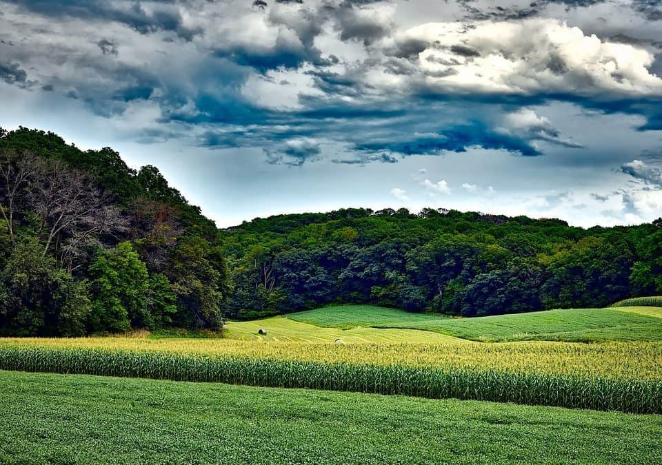 soybeans, field, corn, grains