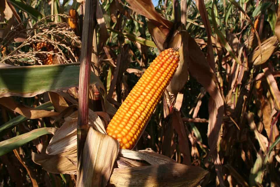 corn, stage, futures, heat, pattern