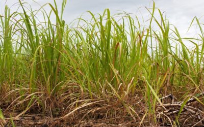 Weather in India & a fuel tax in Brazil: impacts on sugar