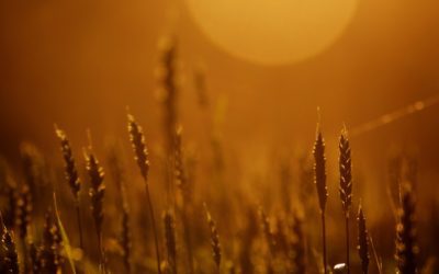 Heat dome affecting the Midwest grain market