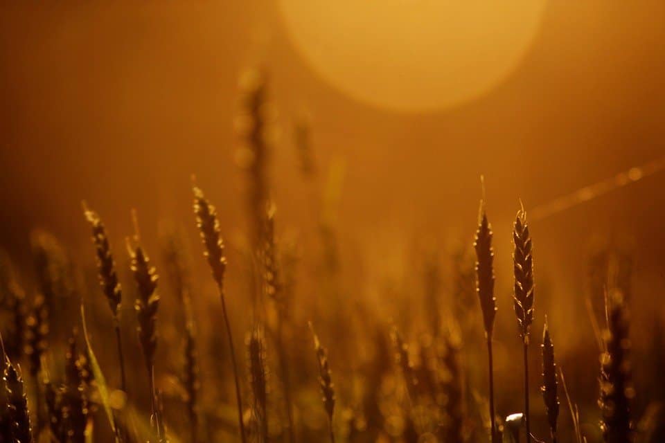 sun, heat, dome, crop, wheat