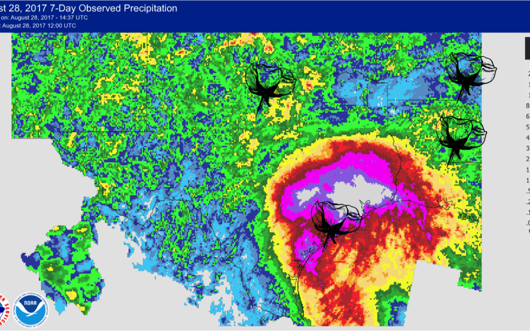 Harvey Devastates Texas; which Equities Affected; How About Cotton?