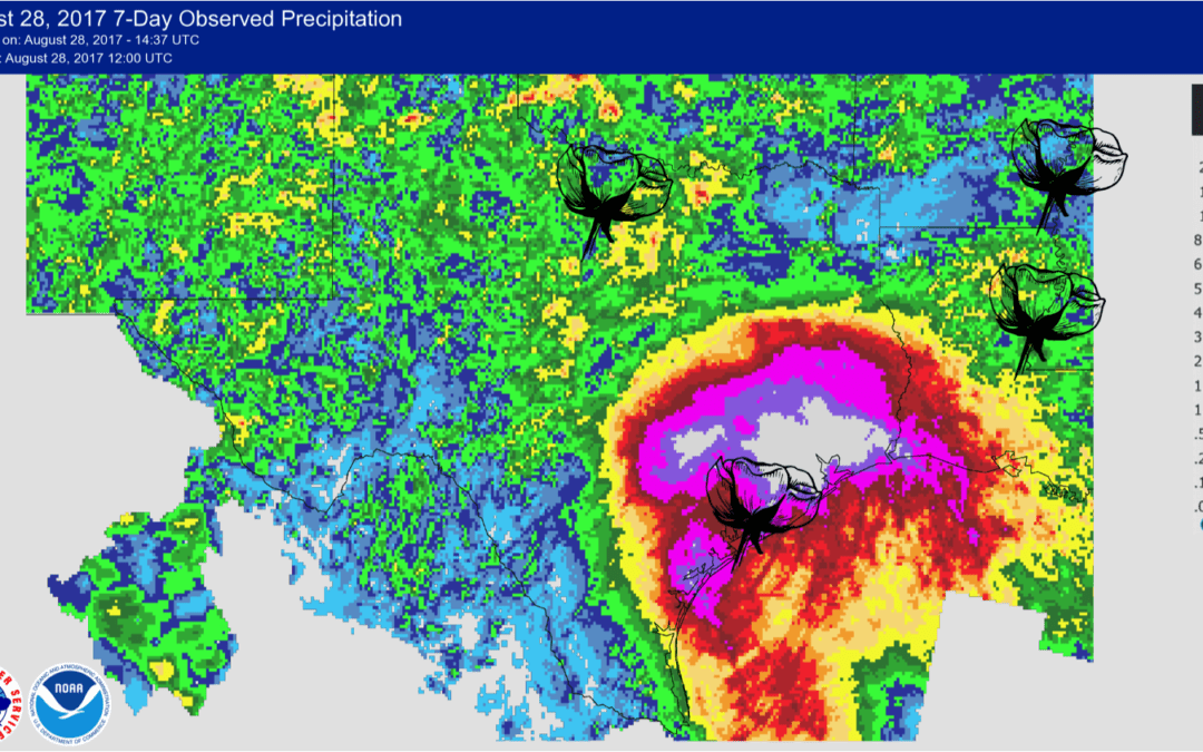 cotton, harvey, rainfall, flooding, futures, stocks,