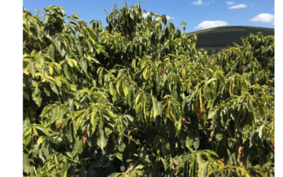 GROWING DRYNESS TO BRAZIL COFFEE COMING AT A CRITICAL TIME. MJO TO CHANGE THIS?