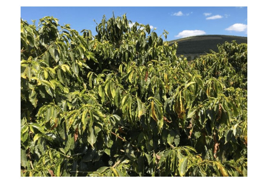 coffee, crop, dry, rainfall, drought, futures