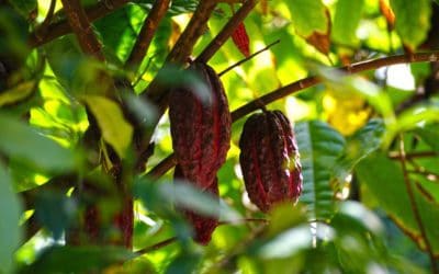 Cocoa prices have rallied; will they break out of summer range?