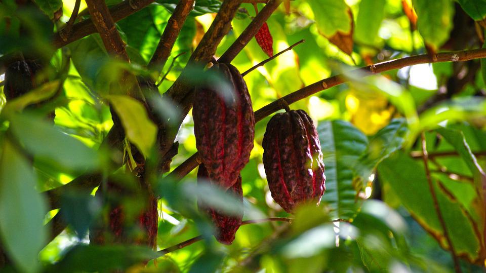 cocoa, cocoa crop, cocoa prices, harvest, grindings