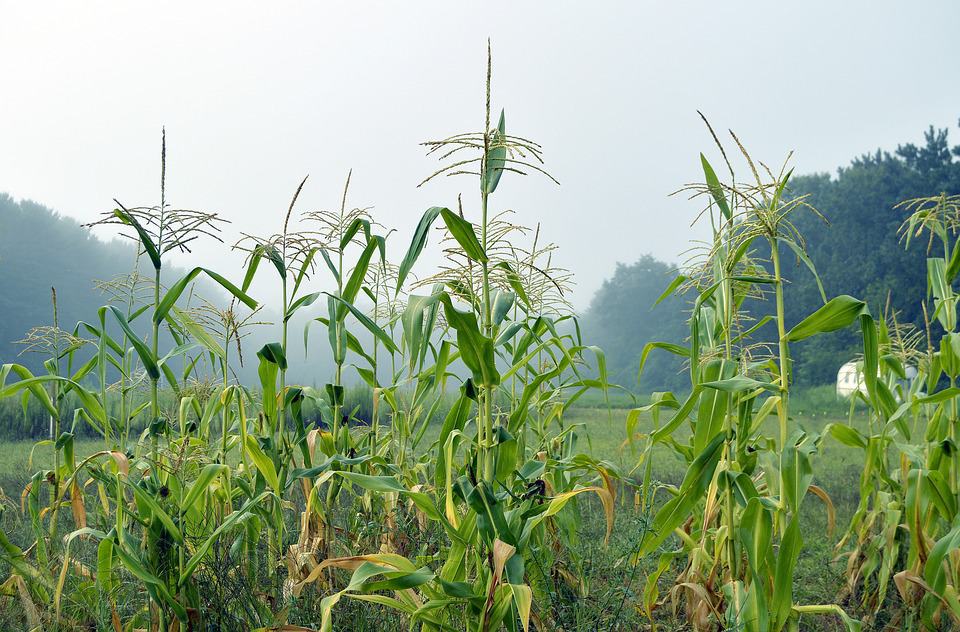 corn, futures, rainfall