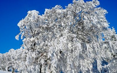 Several snowstorms will bring white Christmas but hinder travel