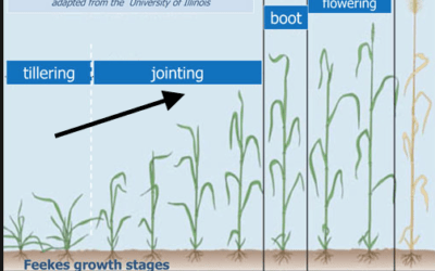 Freeze adds to drought woes for U.S. wheat as this April is the 5th coolest since 1895. La Niña not dead yet.