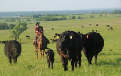 Cattle prices crash on Plains drought. Arctic Warming and growing Australia dryness