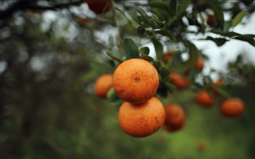 Brazil’s October drought and ‘citrus greening’ help orange juice prices soar