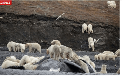 Arctic reaches 90 degrees as the world is burning up. More evidence of Climate Change