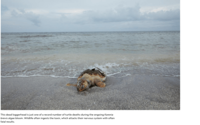 Florida’s Red Tide: Possible causes, Who’s to blame? Implications to humans and how it can be resolved