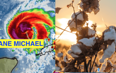 Hurricane Michael: How the loop current and MJO caused his development. What about cotton?