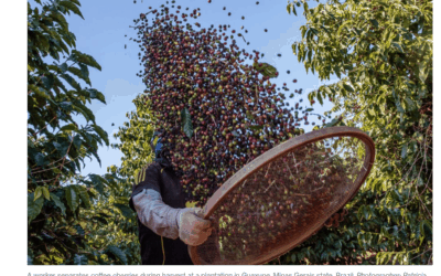 Coffee prices hit 13 year low on good Brazil weather and big exports