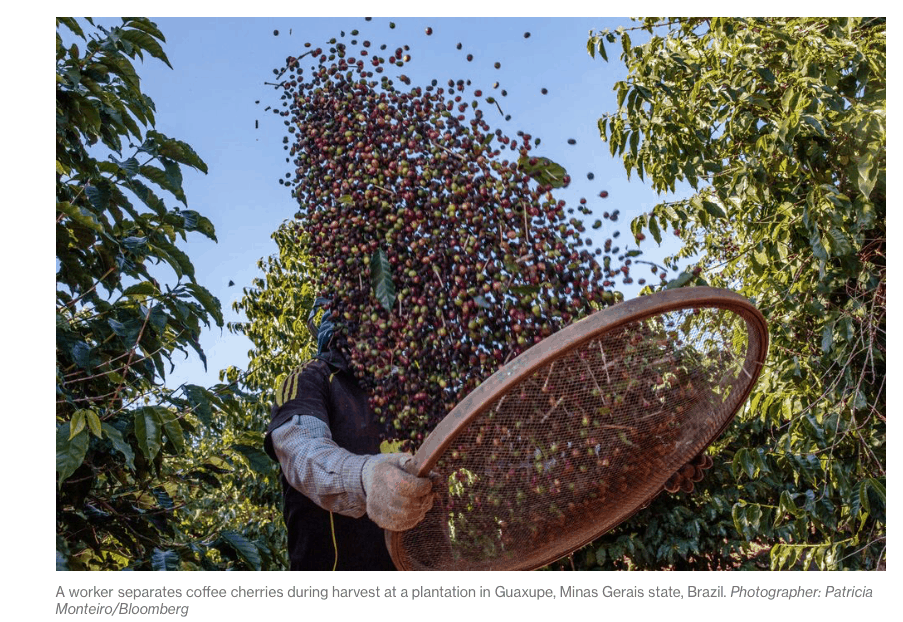 Coffee prices hit 13 year low on good Brazil weather and big exports